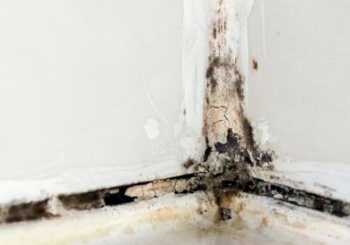 Can black mold be completely removed?
