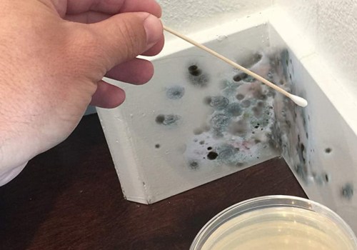 What does a mold test tell you?